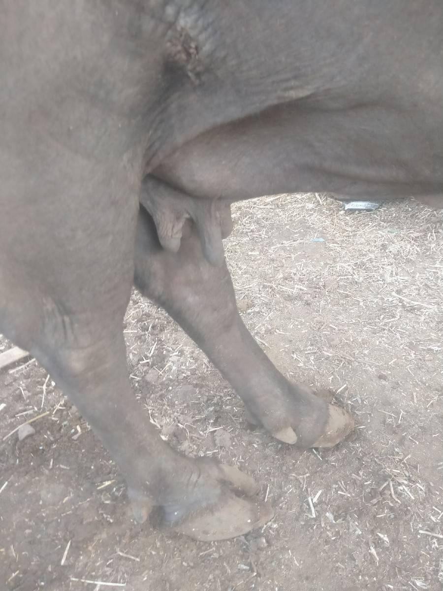 બે ભેંસો વેચવાની છે
