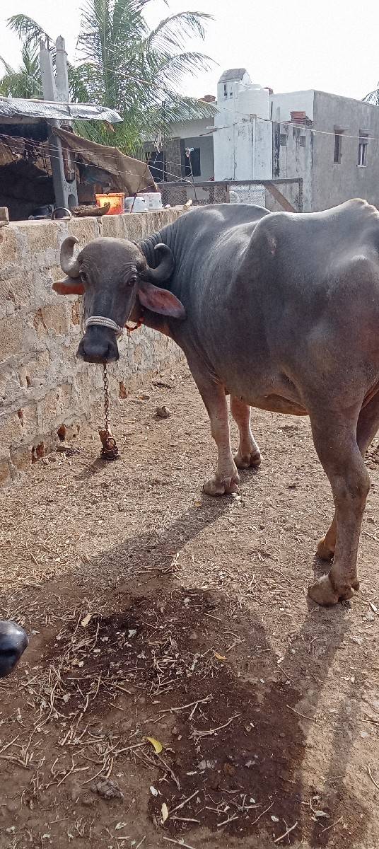 વેચવાની છે