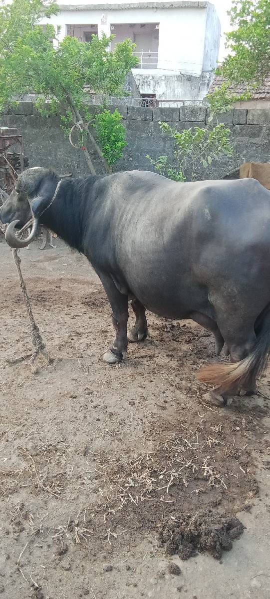 ભેંસ વેચવાની છે ભેંસ વેચવાની છે