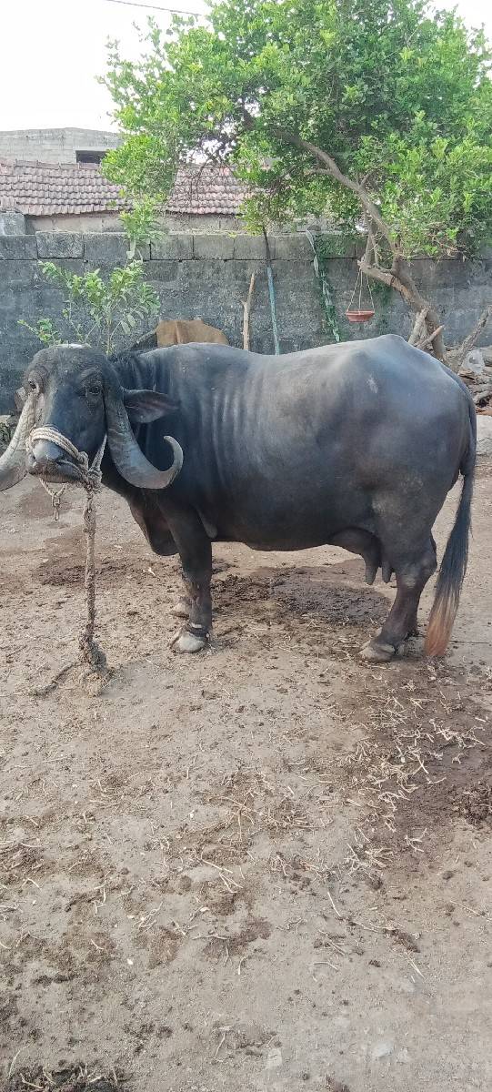 ભેંસ વેચવાની છે ભેંસ વેચવાની છે