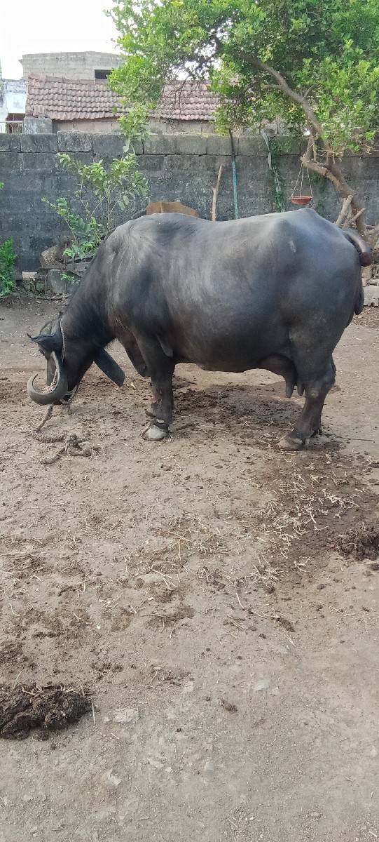 ભેંસ વેચવાની છે ભેંસ વેચવાની છે
