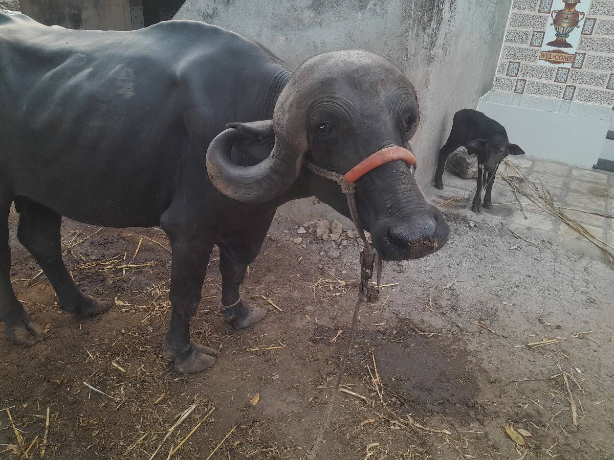 જાફરાબાદી ખડેલી વેચવાની છે