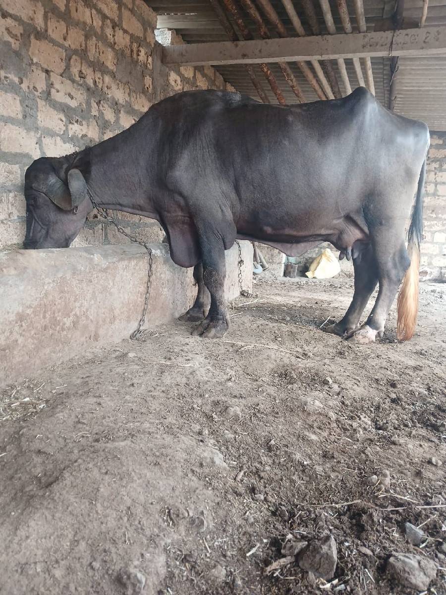 આ.ખડાયવેશવાનિછે