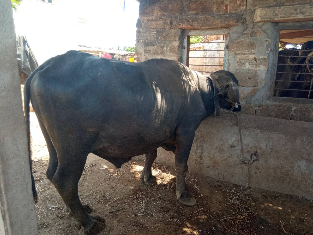 પાડો