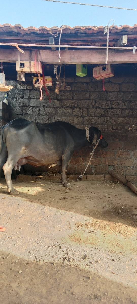 ભેશવેશવાનિછેશોથુવેતરછેવિશકદીનિ