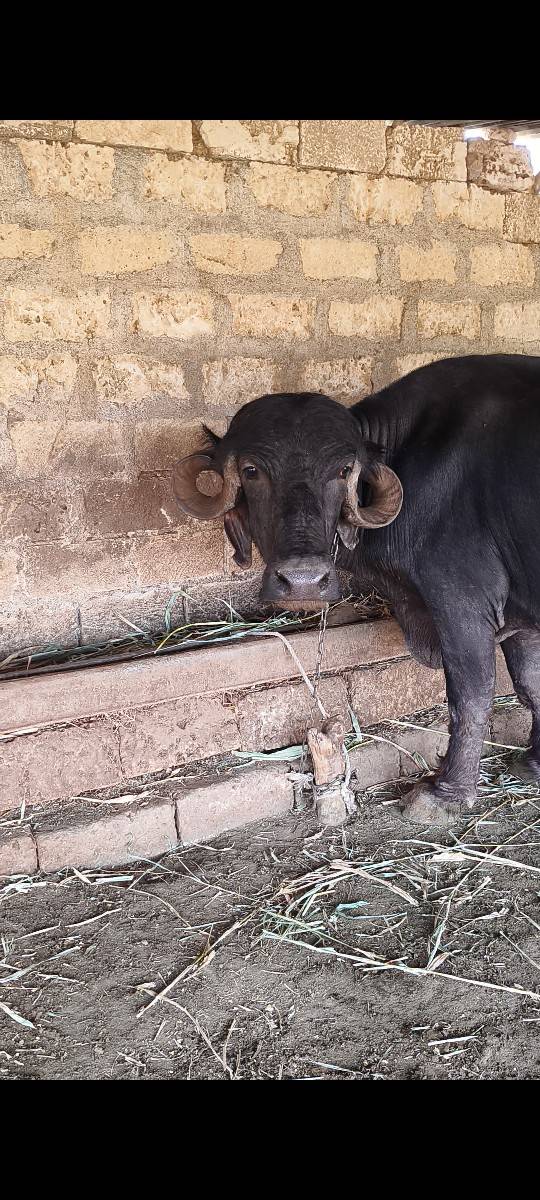 ભેંસ વેચવાની છે
