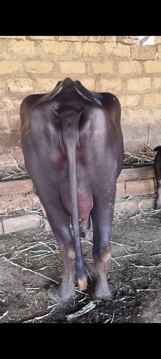 ભેંસ વેચવાની છે