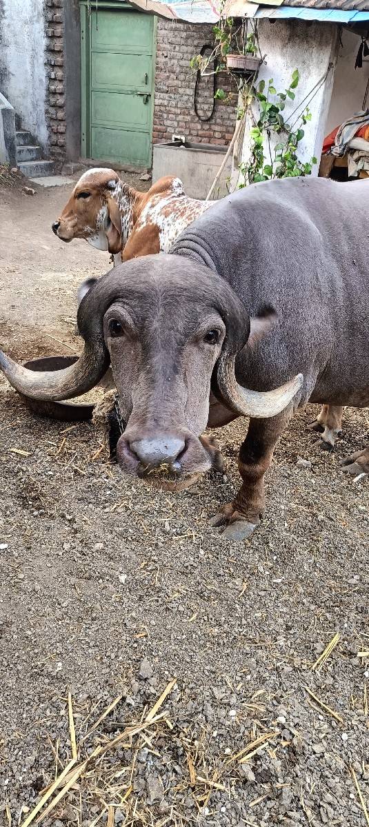 ભેંસ વેચવાની છે