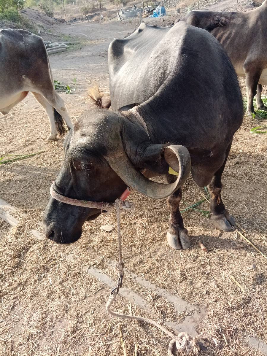 ભેંસ  વેશવાની સે
