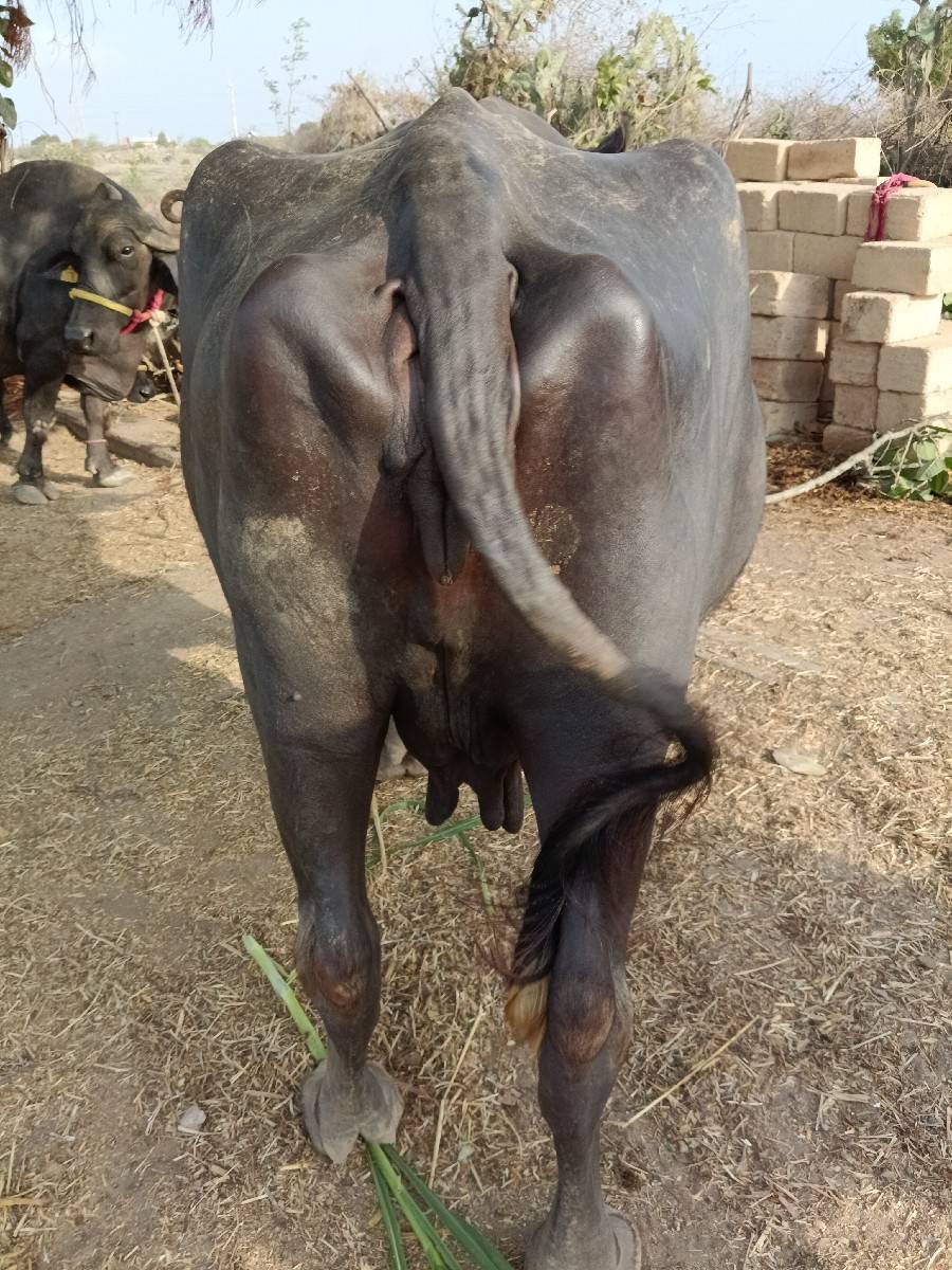 ભેંસ  વેશવાની સે