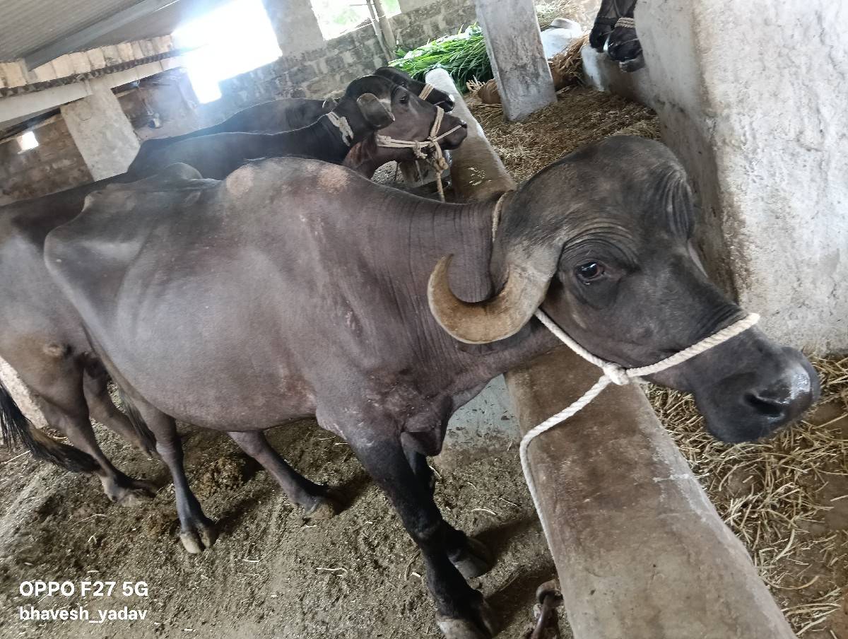 પેલવેતરી ખડેલી વેચવાની છે