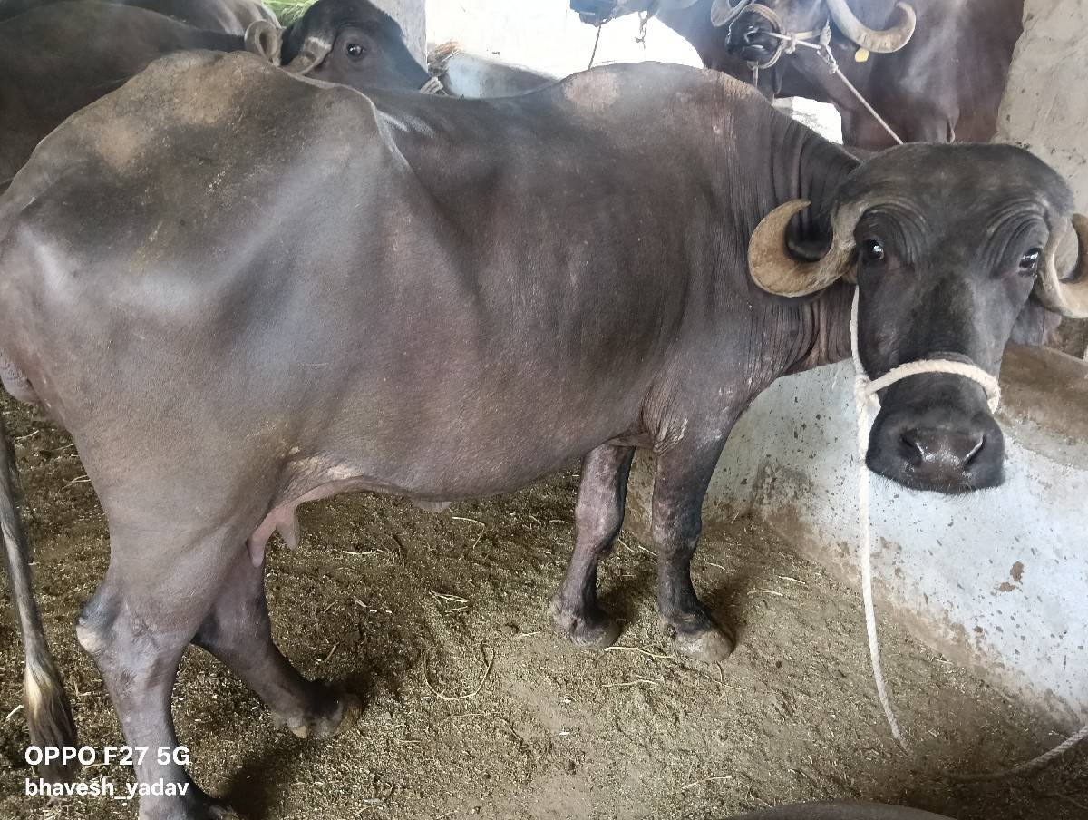 પેલવેતરી ખડેલી વેચવાની છે