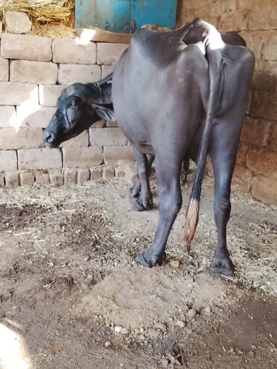 ભેંસ વેચવા ની છે