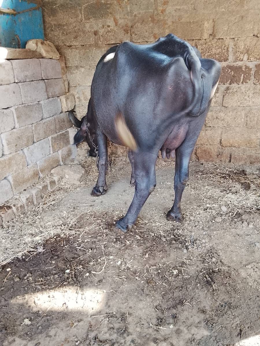 ભેંસ વેચવા ની છે