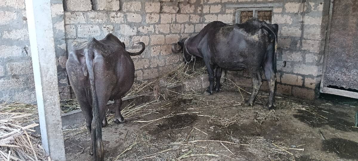 ભેંસો વેચવા ની છે.