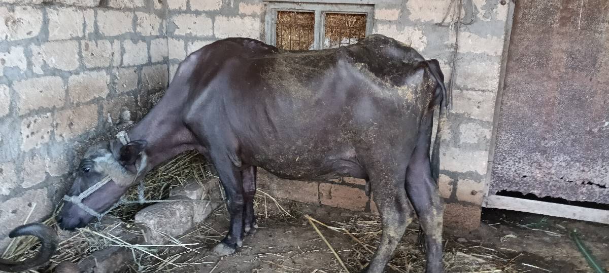 ભેંસો વેચવા ની છે.