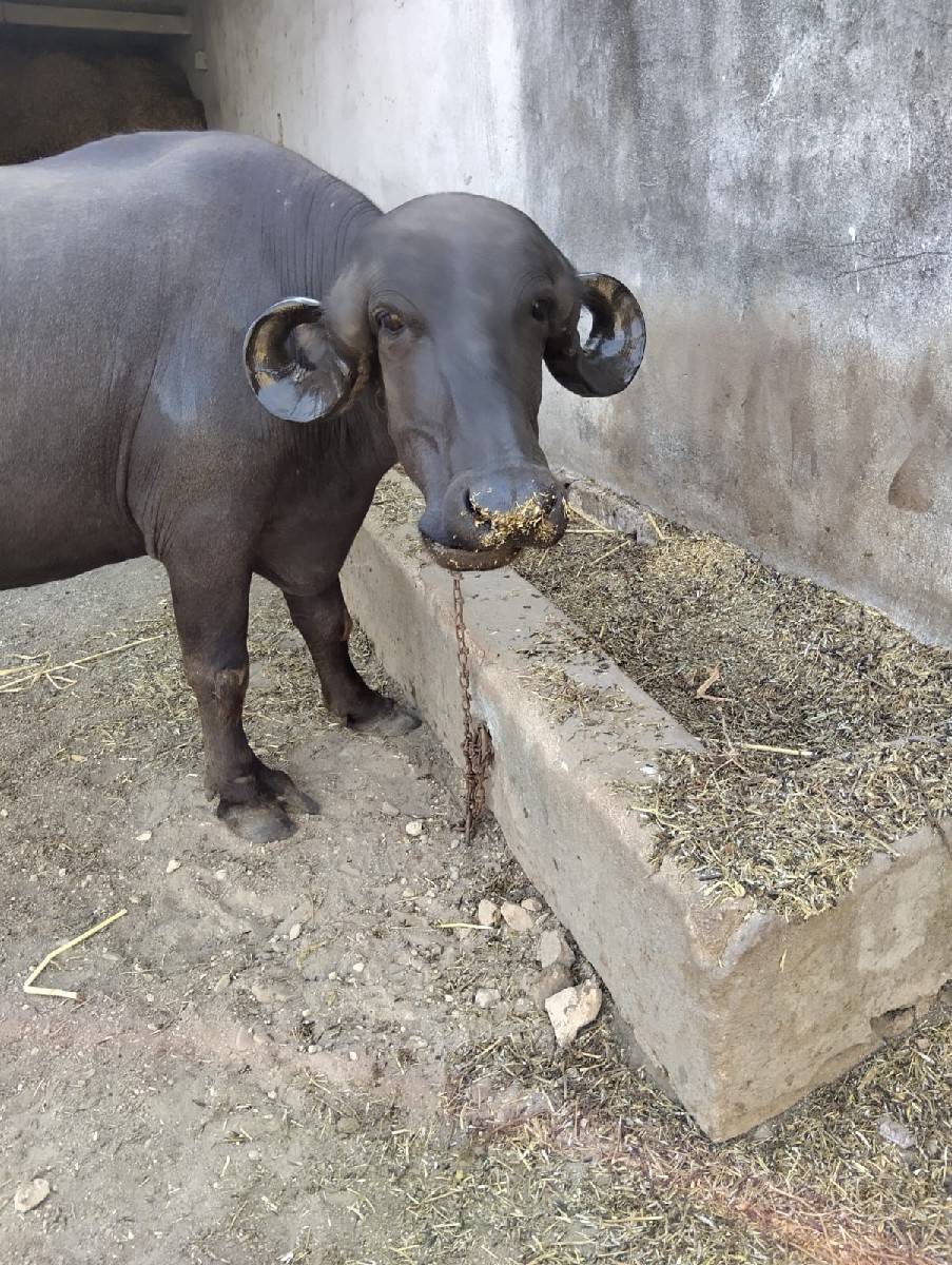 પેલુ વેતર ગાભણીસે પદરદીવસનીકાસીસે