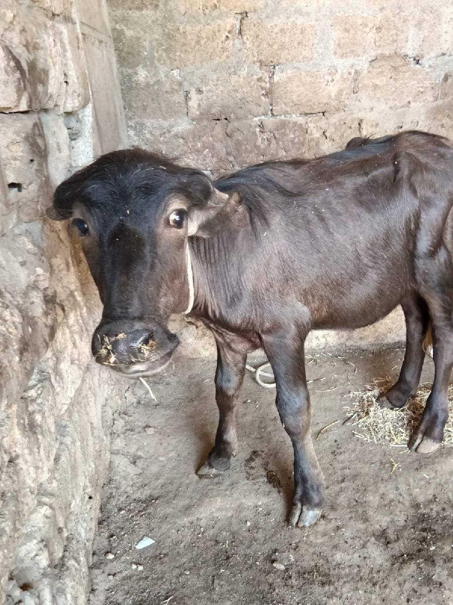 પાડો  વેચવાનો છે