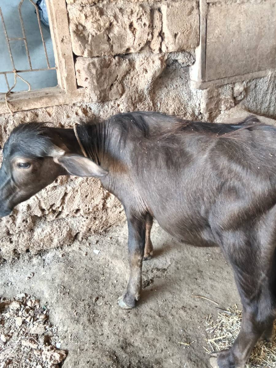 પાડો  વેચવાનો છે