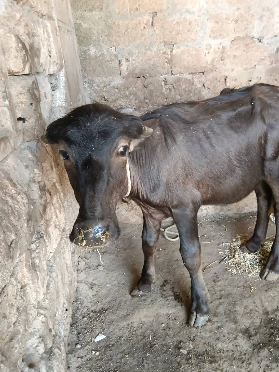 પાડો  વેચવાનો છે