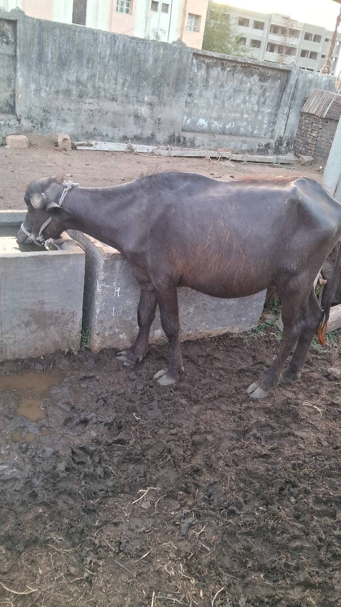 2 varas ni khadeli vechvani che