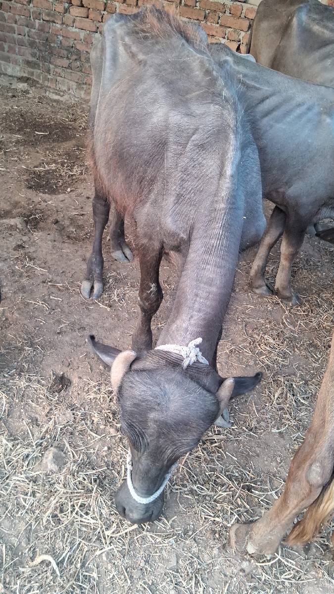 2 varas ni khadeli vechvani che