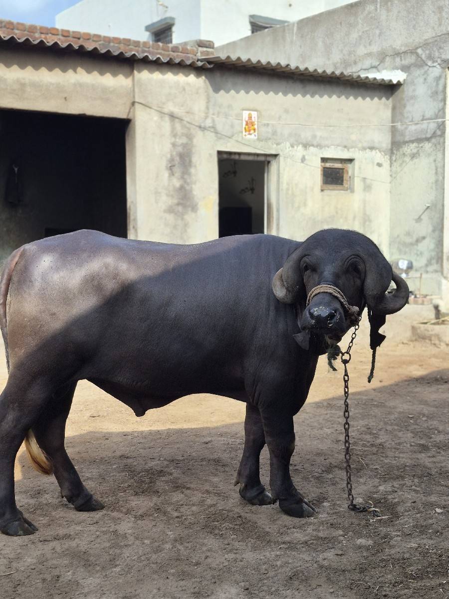 પાડો વેચવા નો છે