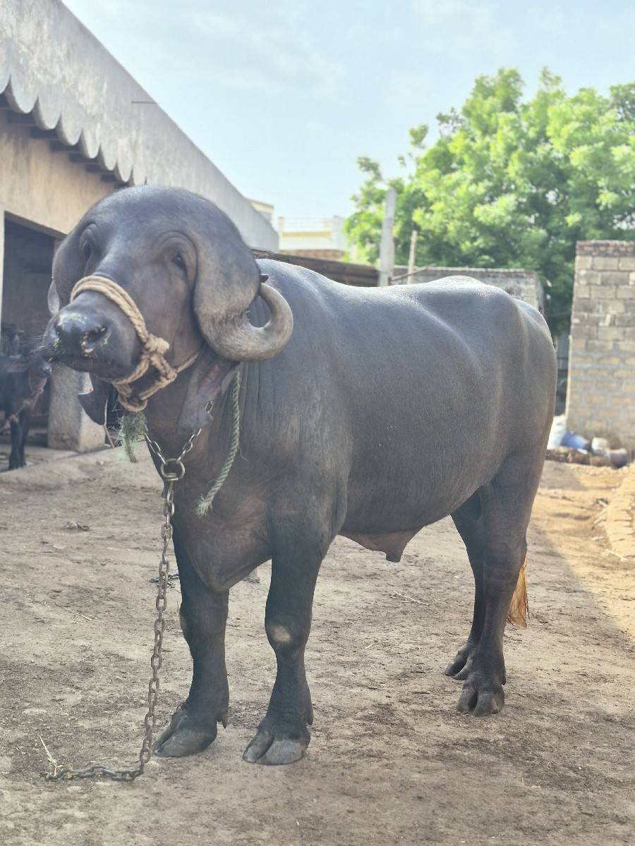 પાડો વેચવા નો છે