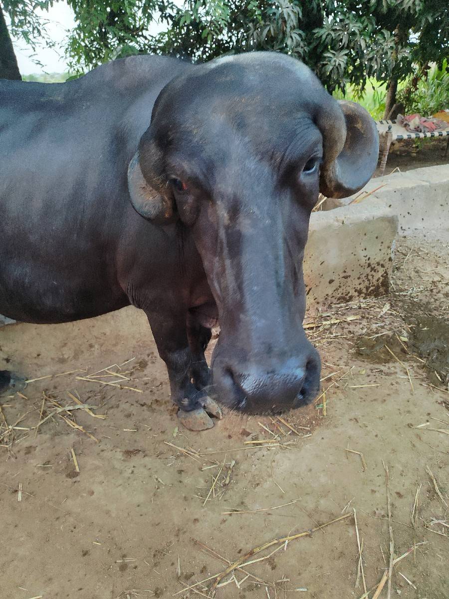ભેસ વેચવાની છે