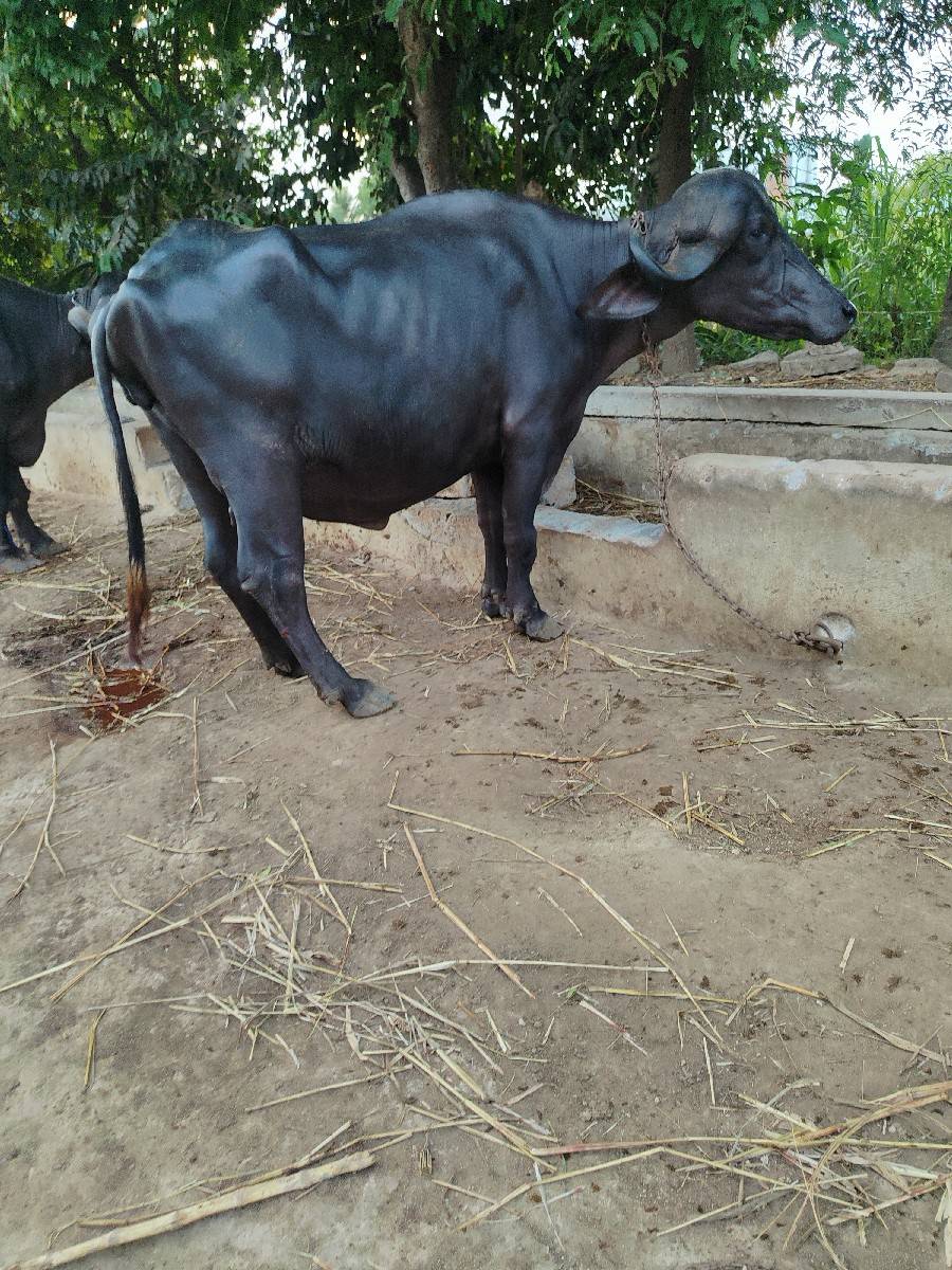 ભેસ વેચવાની છે
