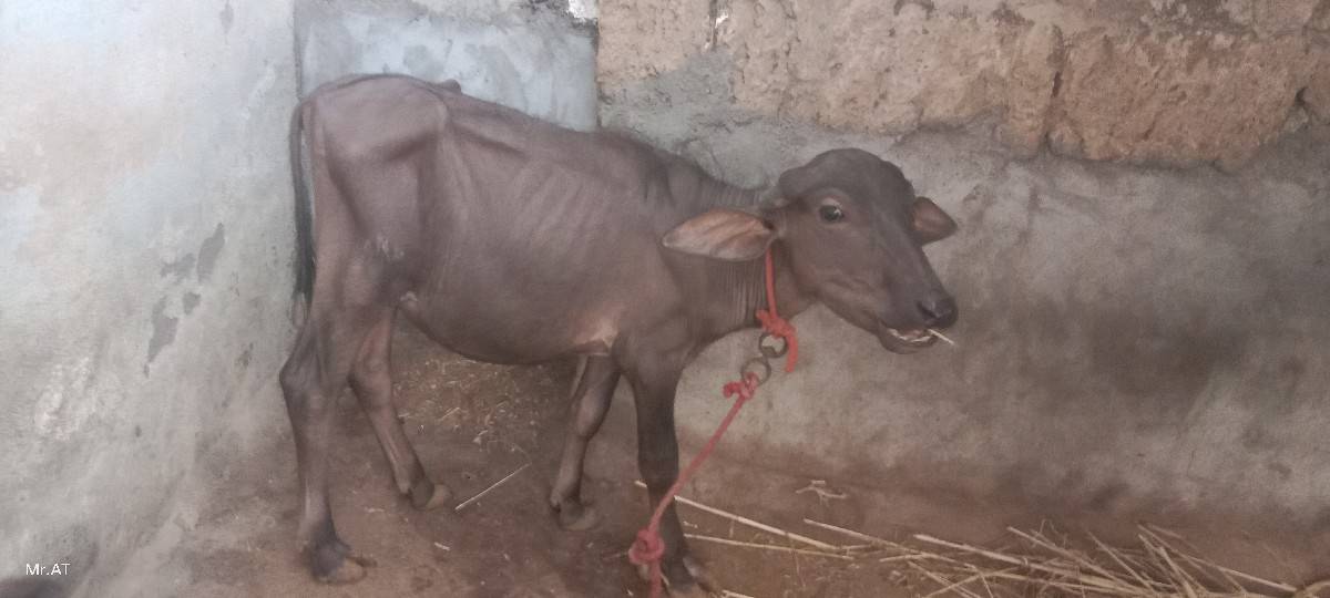 વેચવાના સે