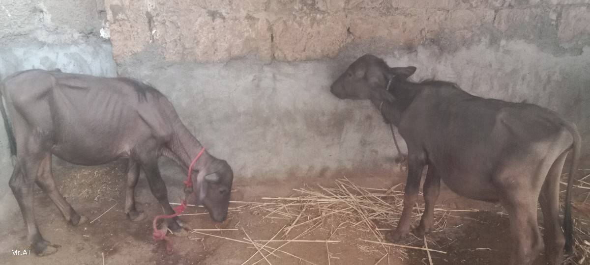 વેચવાના સે