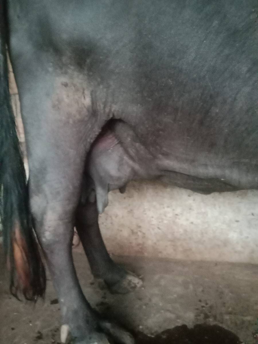 આ ભેંસ વેચવાની છે