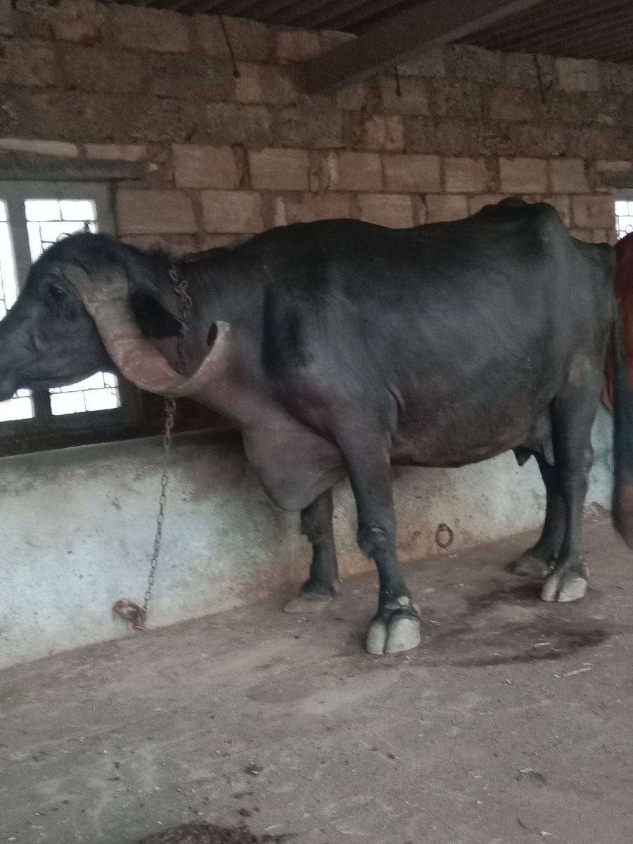 આ ભેંસ વેચવાની છે