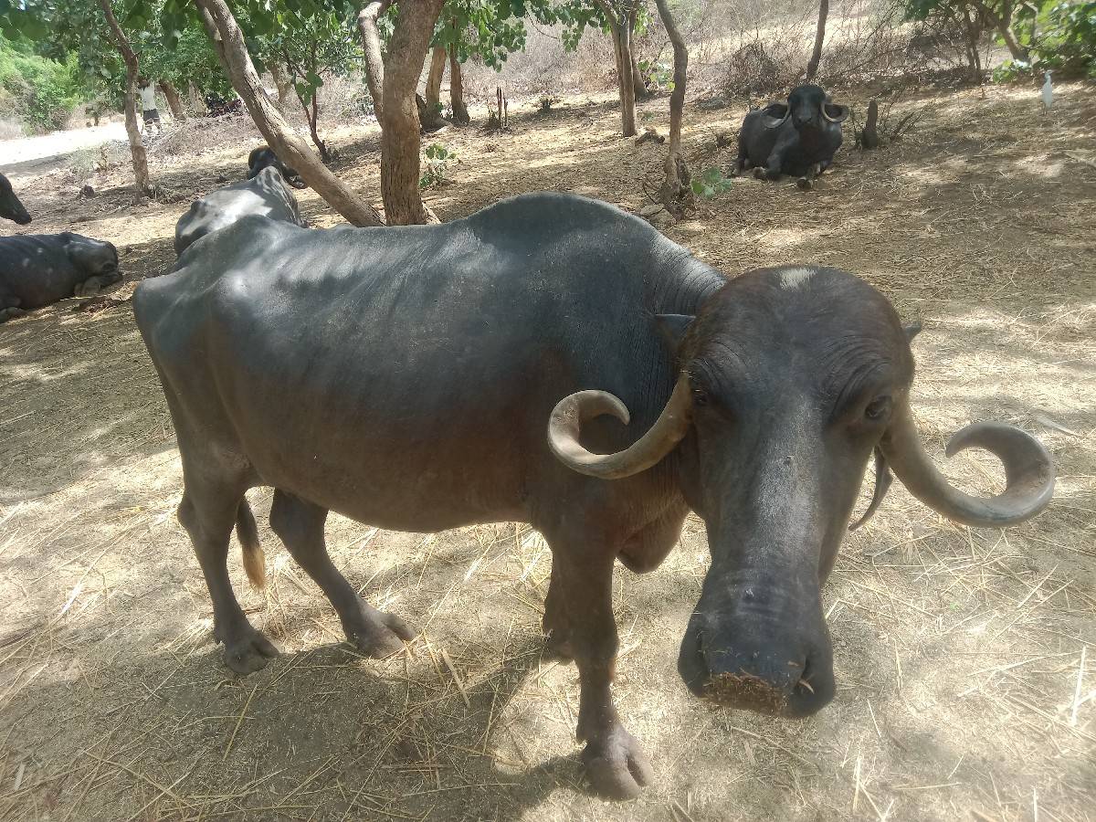 bhesh vechvani