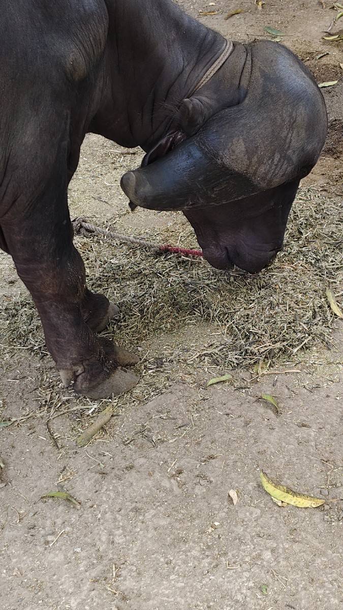 pado jabharabado orijanal