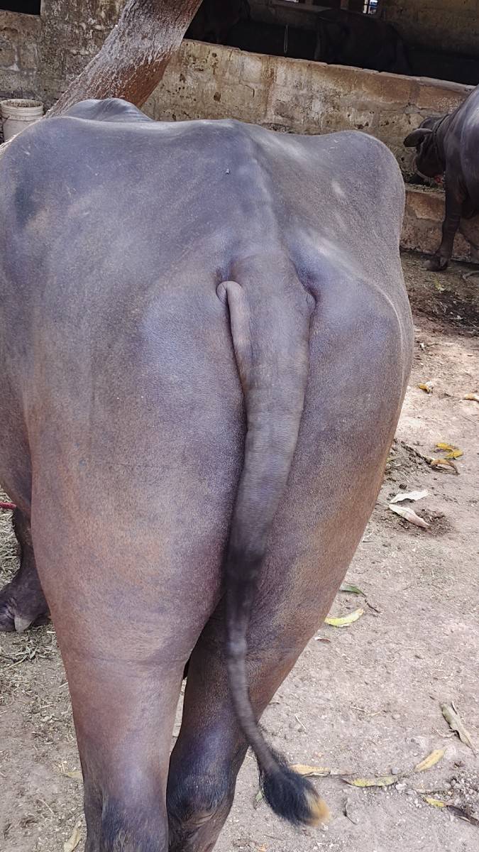 pado jabharabado orijanal