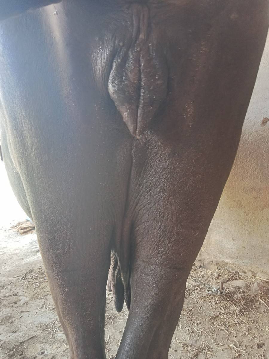 વેચવાની છે દોઢ મહિનાની વાર છે
