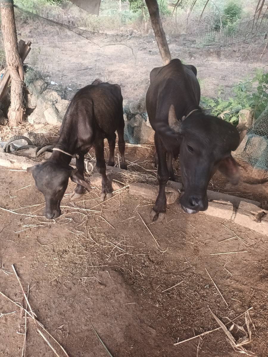 2.5. વરસની પાડી 1 વરસનો પાડો