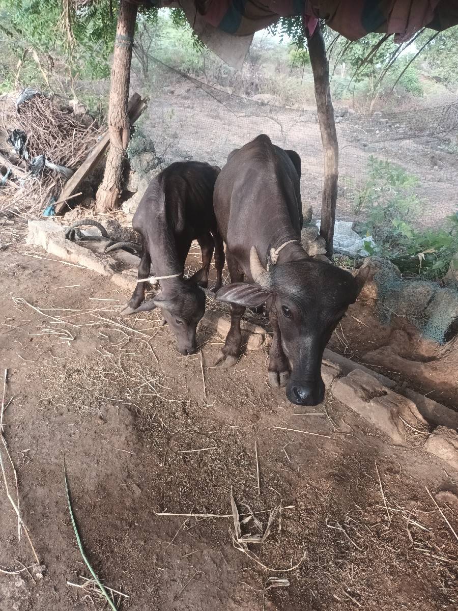 2.5. વરસની પાડી 1 વરસનો પાડો