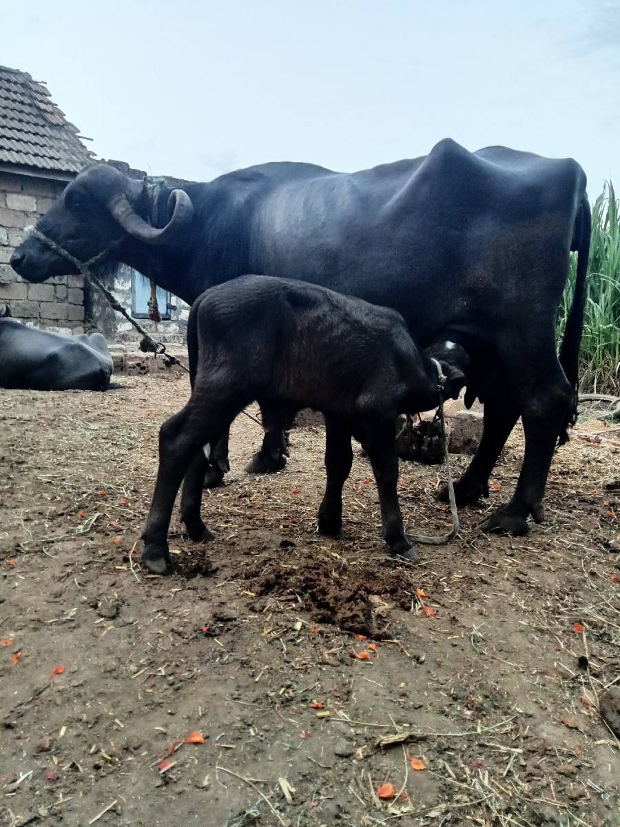 ભેંસ વેચવાની છે