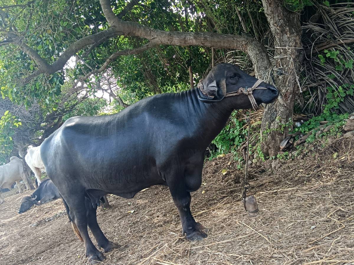 ભેંશ વેચવા ની છે