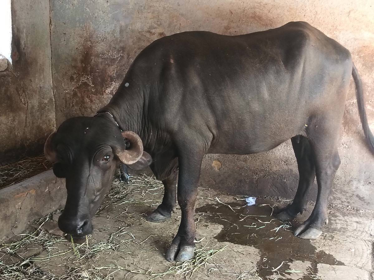 ખડેલી