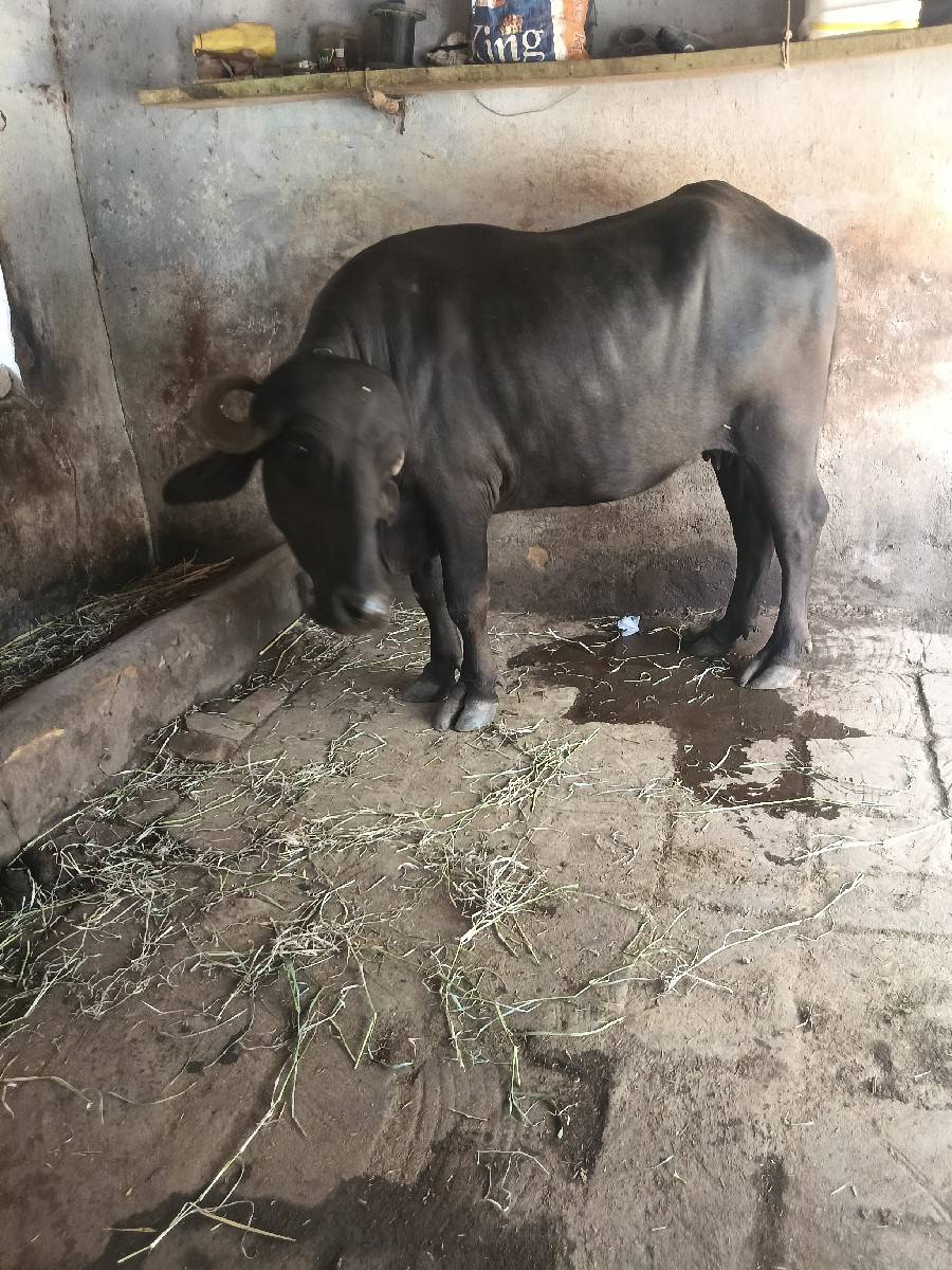 ખડેલી