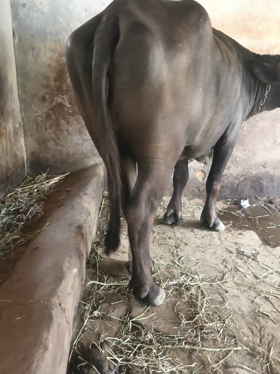 ખડેલી