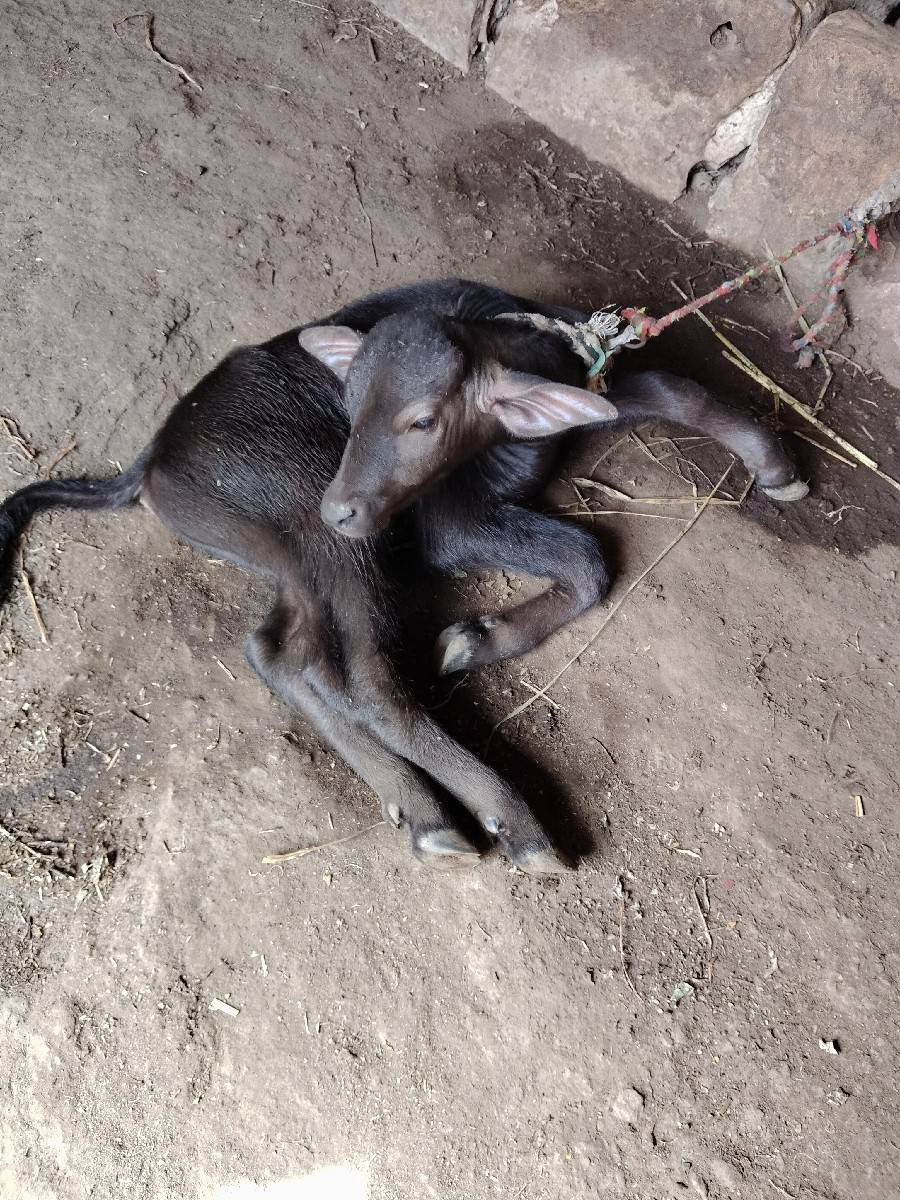 પાડો વેચવાનો છે