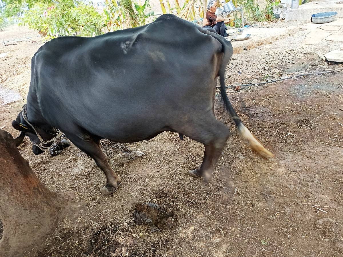 ભેંશ વેચવાની છે
