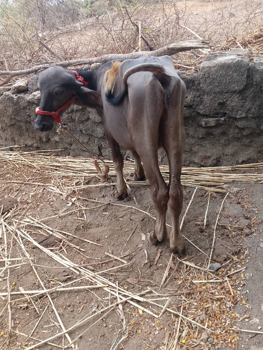 પાડિ વેચવાની છે