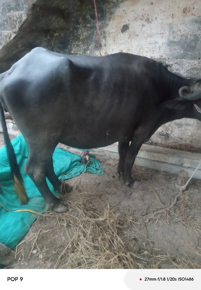 ભેંસ વેચવાની છે