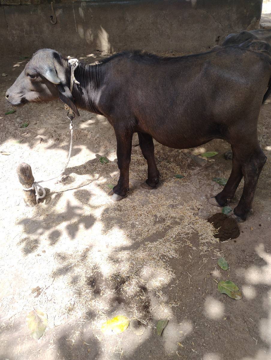 પાડી વેચવાની છે.
